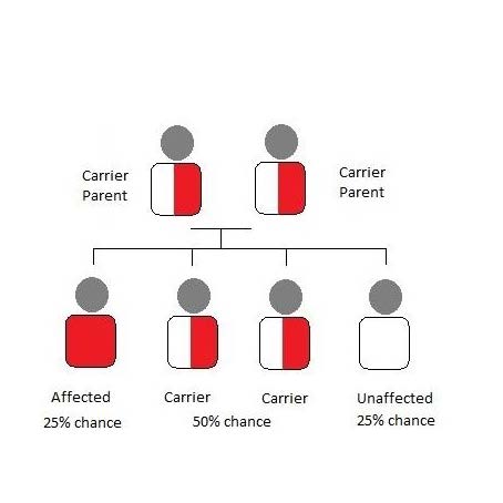 Picture of Autosomal Recessive Inheritance