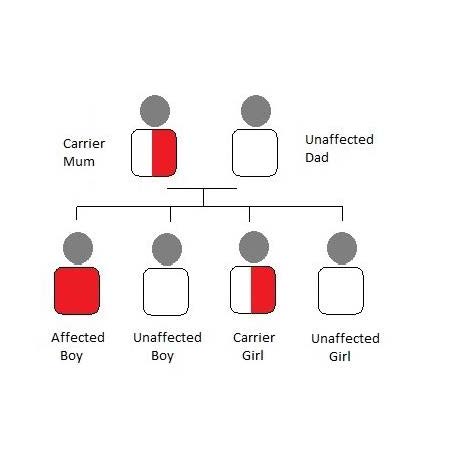 Picture of X linked Inheritance